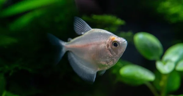 Eine Nahaufnahme Von Ternetienfischen Aquarium — Stockfoto