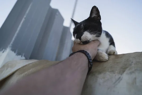 青い空の下で黒と白の猫を保持する人の低角度ショット — ストック写真