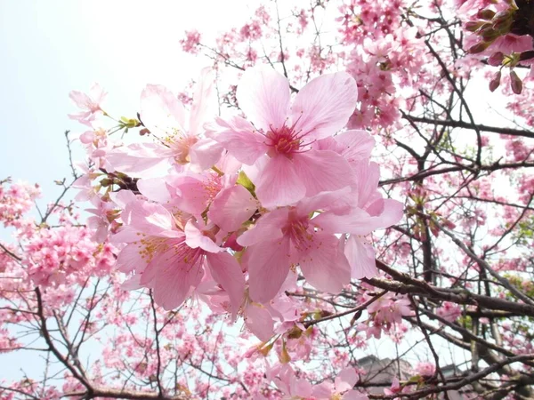 在阳光下一朵美丽的樱花的特写 — 图库照片