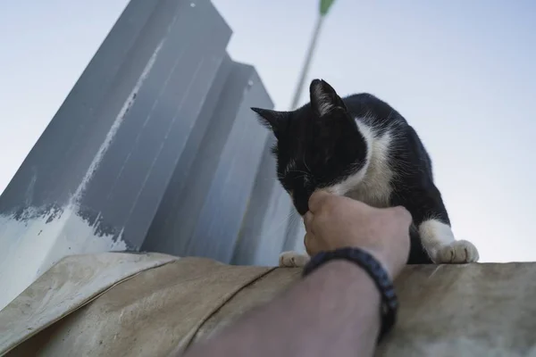 Tiro Ângulo Baixo Uma Pessoa Segurando Gato Preto Branco Sob — Fotografia de Stock