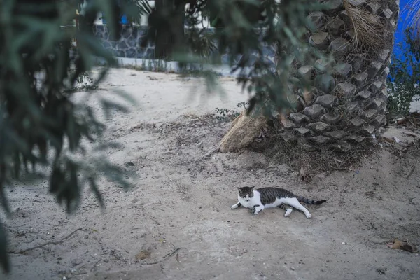 Вид Кошку Песке Пляже — стоковое фото