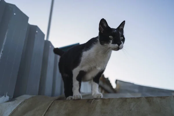 在蓝天下的屋顶上 一只低角度的黑白相间的猫 — 图库照片