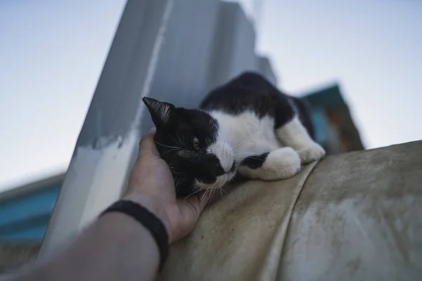 아래검은 고양이를 사람의 — 스톡 사진