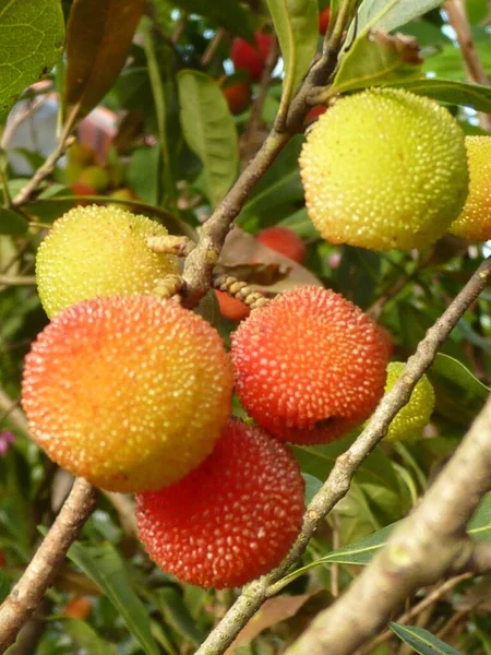 Close Bayberries Chineses Crescendo Galho Árvore — Fotografia de Stock
