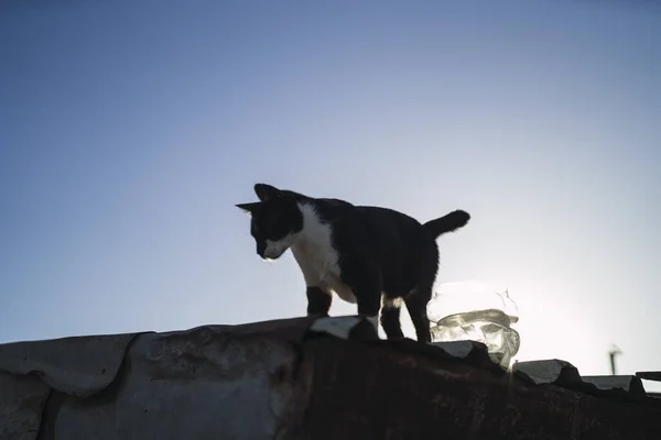 在蓝天下的屋顶上 一只低角度的黑白相间的猫 — 图库照片