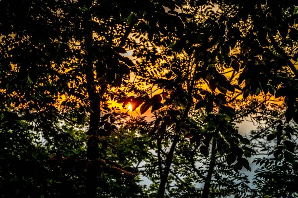 Krásný Záběr Západu Slunce Mezi Větvemi Myšlenek Listy Stromů Hoře — Stock fotografie