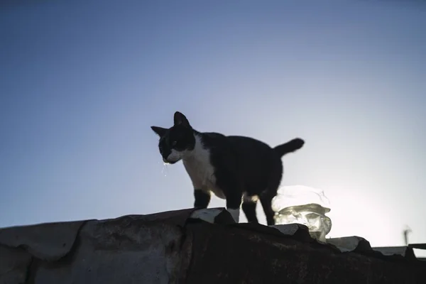 Tiro Ângulo Baixo Gato Preto Branco Telhado Abaixo Céu Azul — Fotografia de Stock