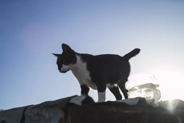 Tiro Ângulo Baixo Gato Preto Branco Telhado Abaixo Céu Azul — Fotografia de Stock