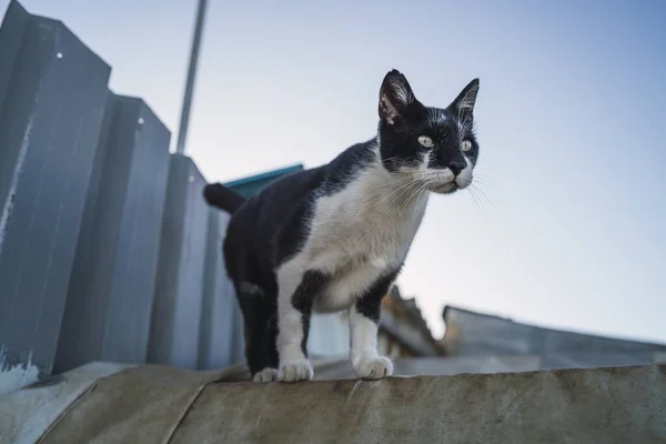 青い空の下の屋根の上に黒と白の猫の低角度ショット — ストック写真