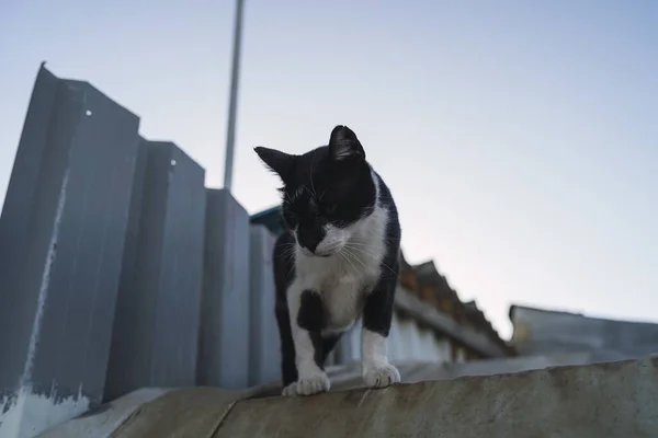 在蓝天下的屋顶上 一只低角度的黑白相间的猫 — 图库照片