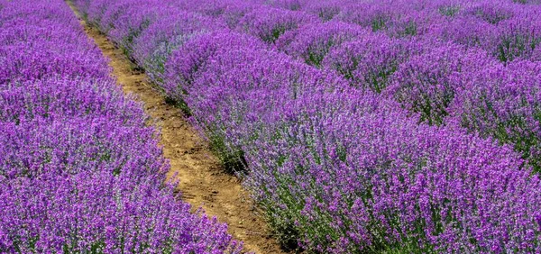 Uno Scenario Ipnotizzante Campo Con Filari Lavanda Fiorita — Foto Stock