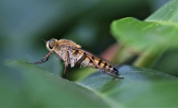 Robberfly Asilidae Levél Portugál Babér Rablólegyek Gyakran Rejtőzködnek Egy Stratégiai — Stock Fotó
