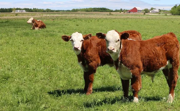 Las Adorables Vacas Marrones Con Marcas Blancas Campo Hierba —  Fotos de Stock