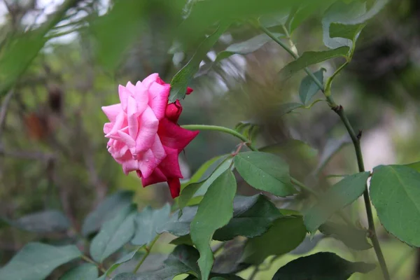 Enfoque Selectivo Una Hermosa Rosa Rosa Con Gotas Agua Fondo —  Fotos de Stock