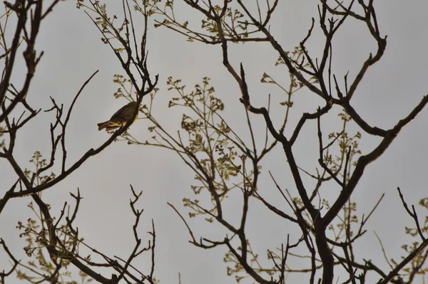 Ein Bild Einer Amsel Auf Ästen Herbst — Stockfoto