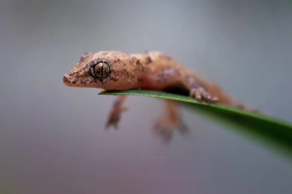 Macro Gros Plan Minuscule Gecko Brun Assis Sur Une Feuille — Photo