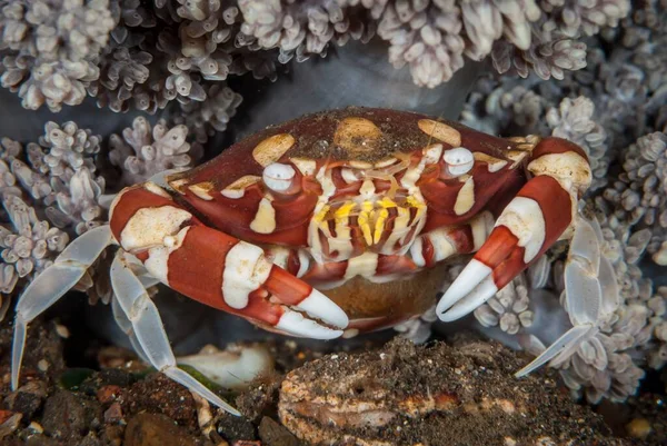 Macrodisparo Cangrejo Rojo Arrecife Coral Bajo Agua — Foto de Stock