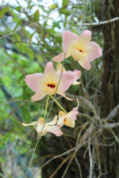 Una Toma Selectiva Del Foco Las Orquídeas Hermosas Del Dendrobium —  Fotos de Stock