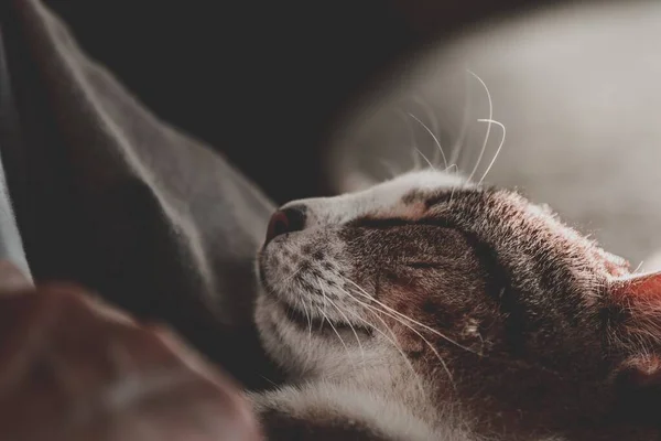 Eine Selektive Fokusaufnahme Einer Verschlafenen Niedlichen Hauskatze Mit Verschwommenem Hintergrund — Stockfoto