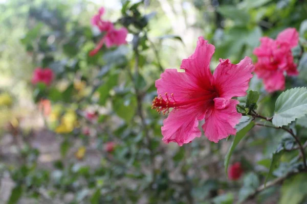 自然を背景に美しいピンクのハイビスカスの花の選択的なフォーカスショット — ストック写真