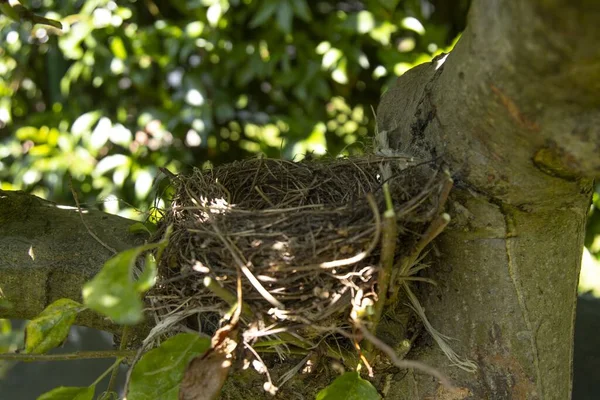 Съемка Крупным Планом Гнезда Медоносной Птицы Брошенного Яблоневом Растении Размытом — стоковое фото