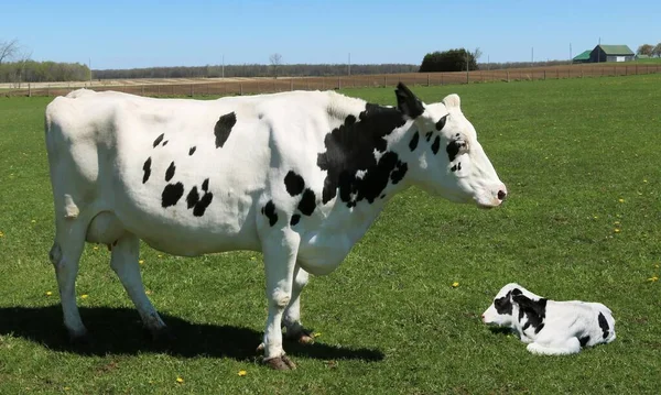 Une Vache Blanche Noire Avec Son Veau Dans Champ Vert — Photo