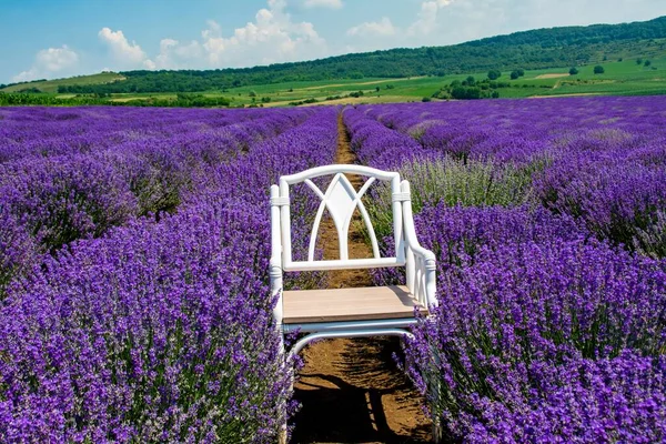 Tiro Close Uma Cadeira Campo Lavanda — Fotografia de Stock