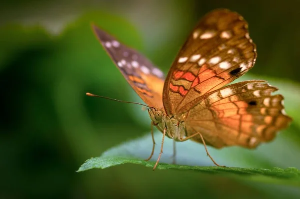 Foco Seletivo Uma Borboleta Fritilária Uma Folha Sob Luz Solar — Fotografia de Stock