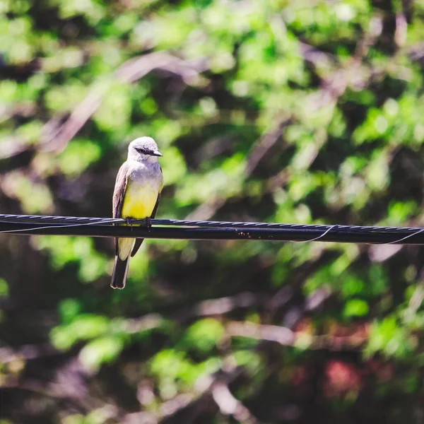 Ein Kleiner Grauer Und Ein Gelber Vogel Sitzen Auf Der — Stockfoto