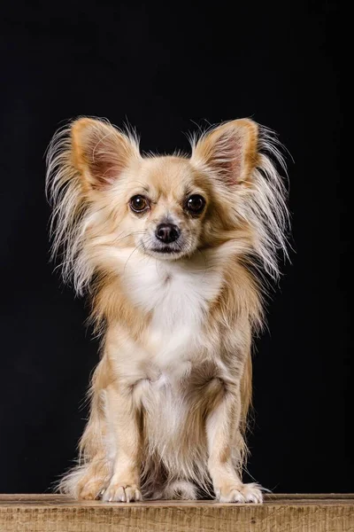 Langhaariger Kleiner Chihuahua Hund Auf Holztisch Sitzend Hund Schaut Mit — Stockfoto