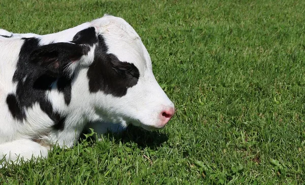 Veau Holstein Assis Sur Sol Herbe Verte — Photo