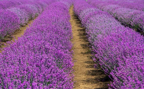 Uno Scatto Paesaggistico Bellissimo Campo Lavanda Perfetto Uno Sfondo Naturale — Foto Stock