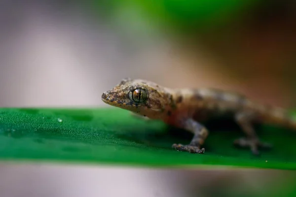 Tiro Macro Close Pequeno Gecko Marrom Deitado Uma Folha Verde — Fotografia de Stock