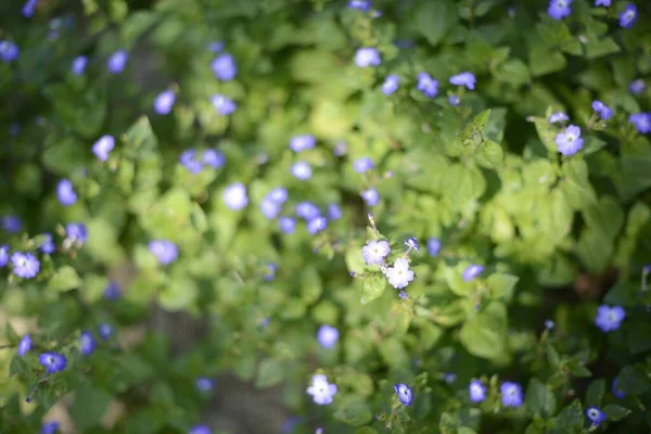 Zbliżenie Ujęcie Malutkich Purpurowych Dzikich Kwiatów Kwitnących Krzakach — Zdjęcie stockowe
