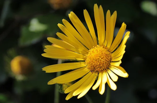 Sebuah Gambar Closeup Bunga Daisy Kuning Taman Pada Hari Yang — Stok Foto