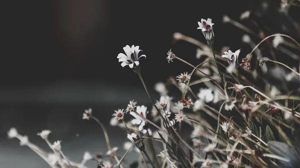 Селективный Фокус Снимок Красивых Белых Цветков Тонкими Стеблями Захваченными Лесу — стоковое фото