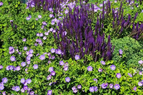 Een Close Shot Van Lavendel Met Groene Bladeren Licht Paarse — Stockfoto