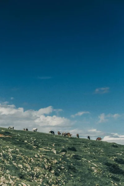 Disparo Vertical Oído Caballos Pastando Una Colina Cubierta Hierba Bajo — Foto de Stock