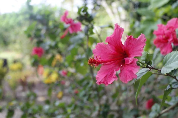 Tiro Foco Seletivo Das Belas Flores Hibisco Rosa Fundo Natureza — Fotografia de Stock