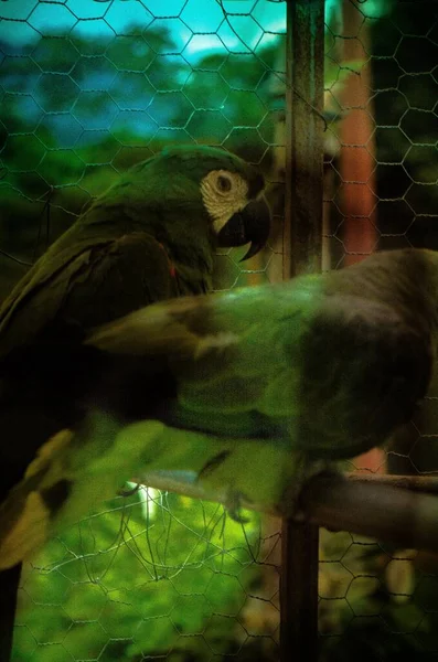 Όμορφοι Πράσινοι Παπαγάλοι Στο Μεταλλικό Κλουβί — Φωτογραφία Αρχείου