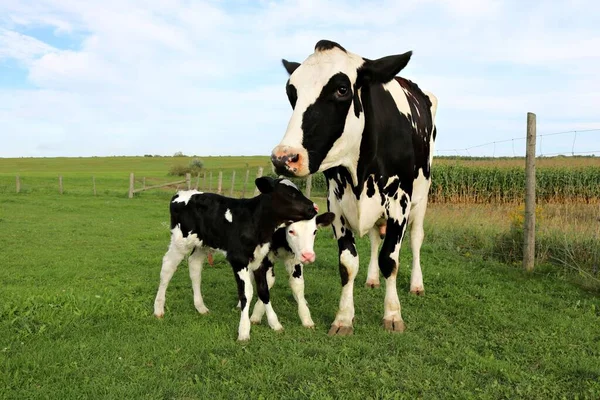 Een Zwart Witte Koe Met Haar Kalf Groen Veld — Stockfoto