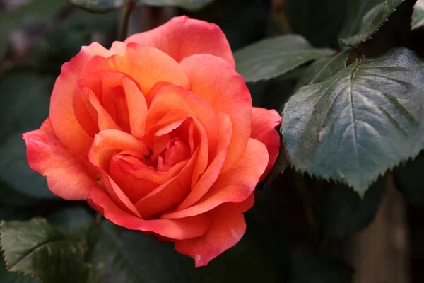 Una Hermosa Flor Rosa Entorno Natural —  Fotos de Stock