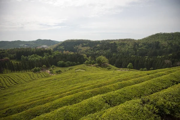 Beautiful Scenery Green Tea Farm Bosung Daytime — Stock Photo, Image