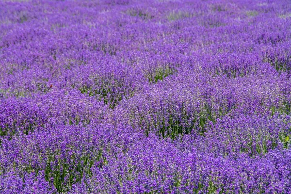Eine Nahaufnahme Von Einem Wunderschönen Lavendelfeld Perfekt Für Einen Natürlichen — Stockfoto