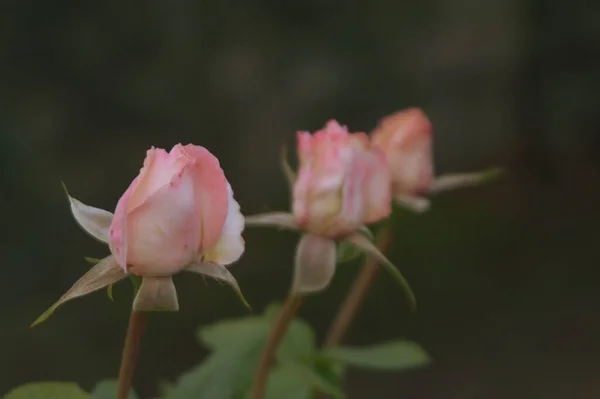 Bahçedeki Pembe Güllerin Yakın Çekimi — Stok fotoğraf
