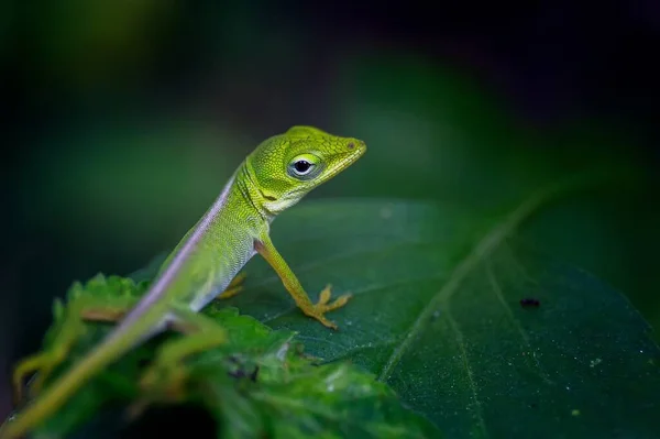 Yeşil Bir Yaprağın Üzerinde Oturan Yeşil Bir Anol Kertenkelesinin Makro — Stok fotoğraf