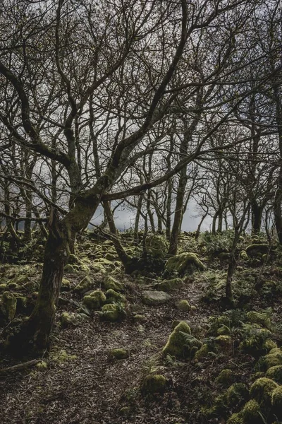 Vertikal Bild Magnifik Skog Med Mossklädda Stenar Fångas Dimmig Kväll — Stockfoto