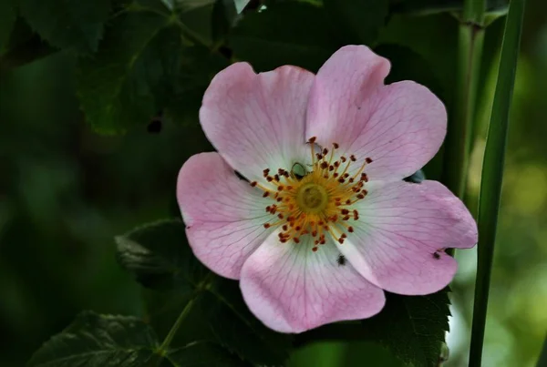 Piękne Różowe Kwiaty Róży Ogrodzie — Zdjęcie stockowe