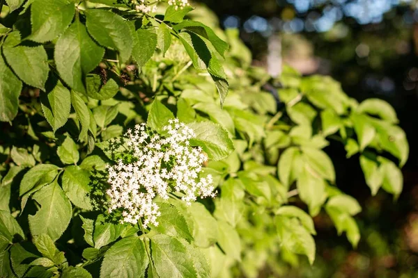 White Flowers Growing Branches Tree — Stock Photo, Image