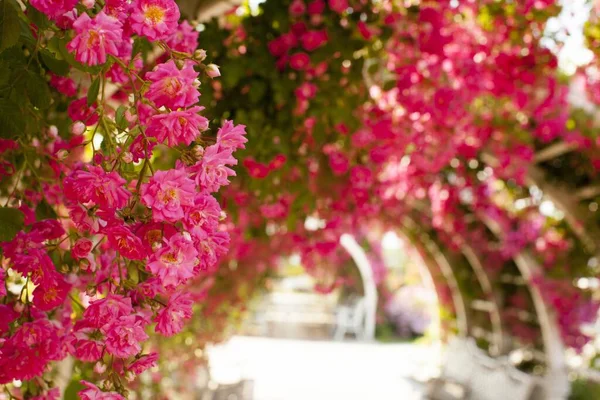 Tiro Foco Seletivo Belas Rosas Jardim Perfeito Para Papel Parede — Fotografia de Stock
